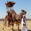 Camel Festival 
