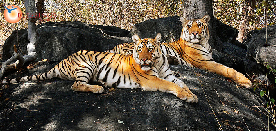 Wildlife Pench from Nagpur