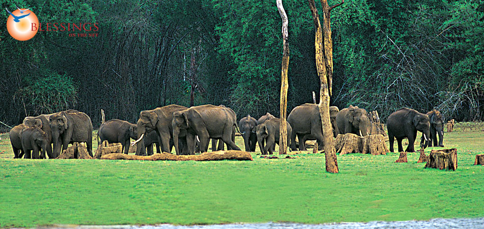 Wildlife Thekkady Periyar