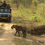 Wildlife Tour Kanha